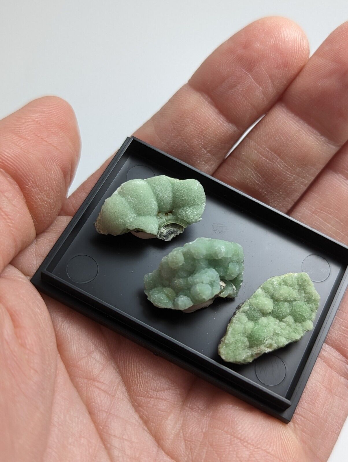 Wavellite - Unique Set of 3 w/ case - Old Stock - Mauldin Mountain Arkansas - Collectibles:Rocks Fossils &
