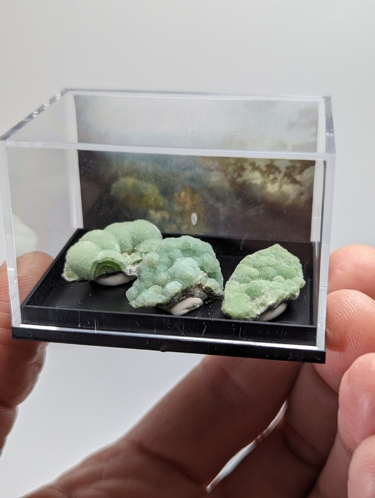 Wavellite - Unique Set of 3 w/ case - Old Stock - Mauldin Mountain Arkansas - Collectibles:Rocks Fossils &