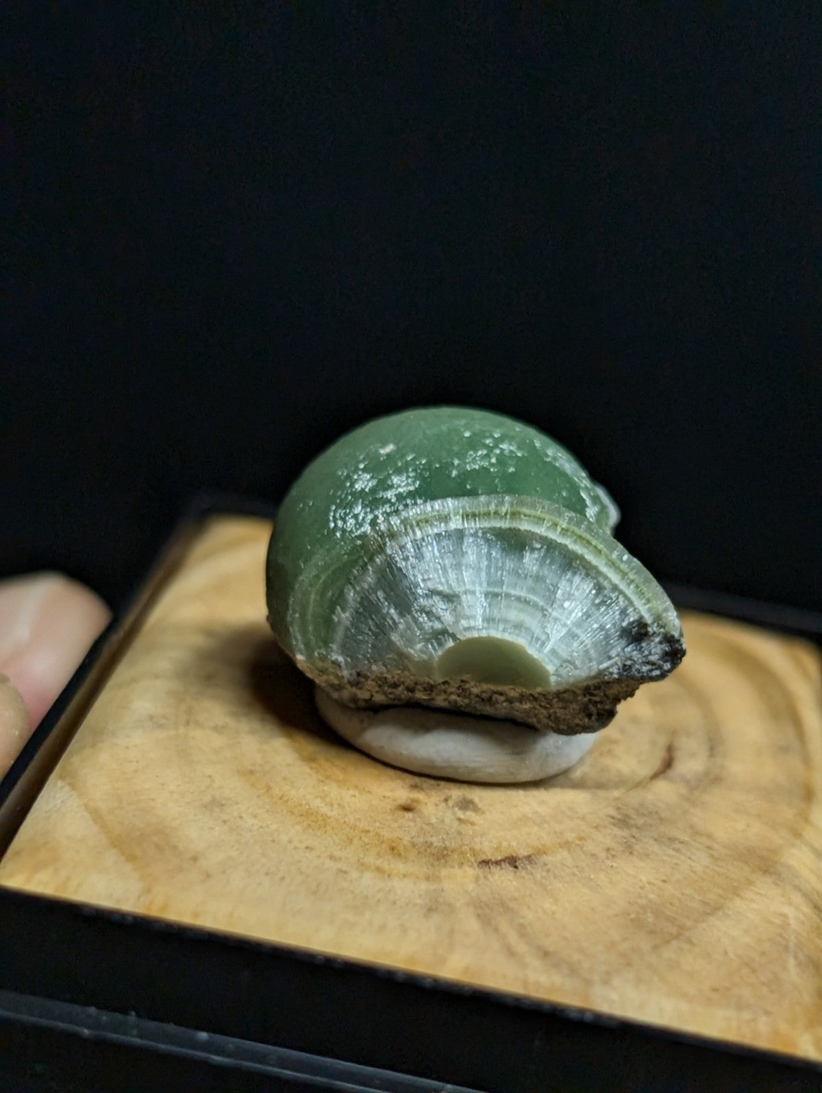A polished green conch shell with a smooth, glossy surface and visible concentric ridges.