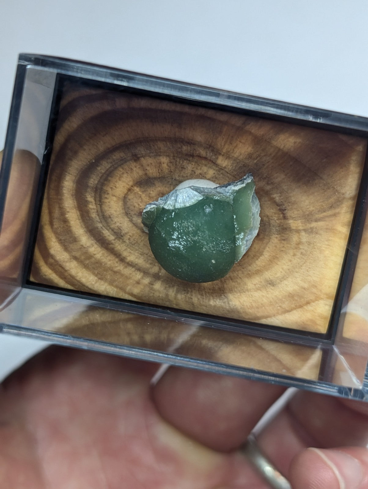 A smooth, round green stone with a white mineral coating rests inside a clear acrylic display case.