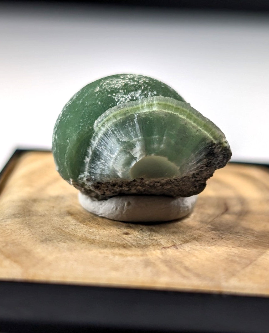 A polished green chalcedony shell with a smooth, translucent surface and concentric banding patterns.