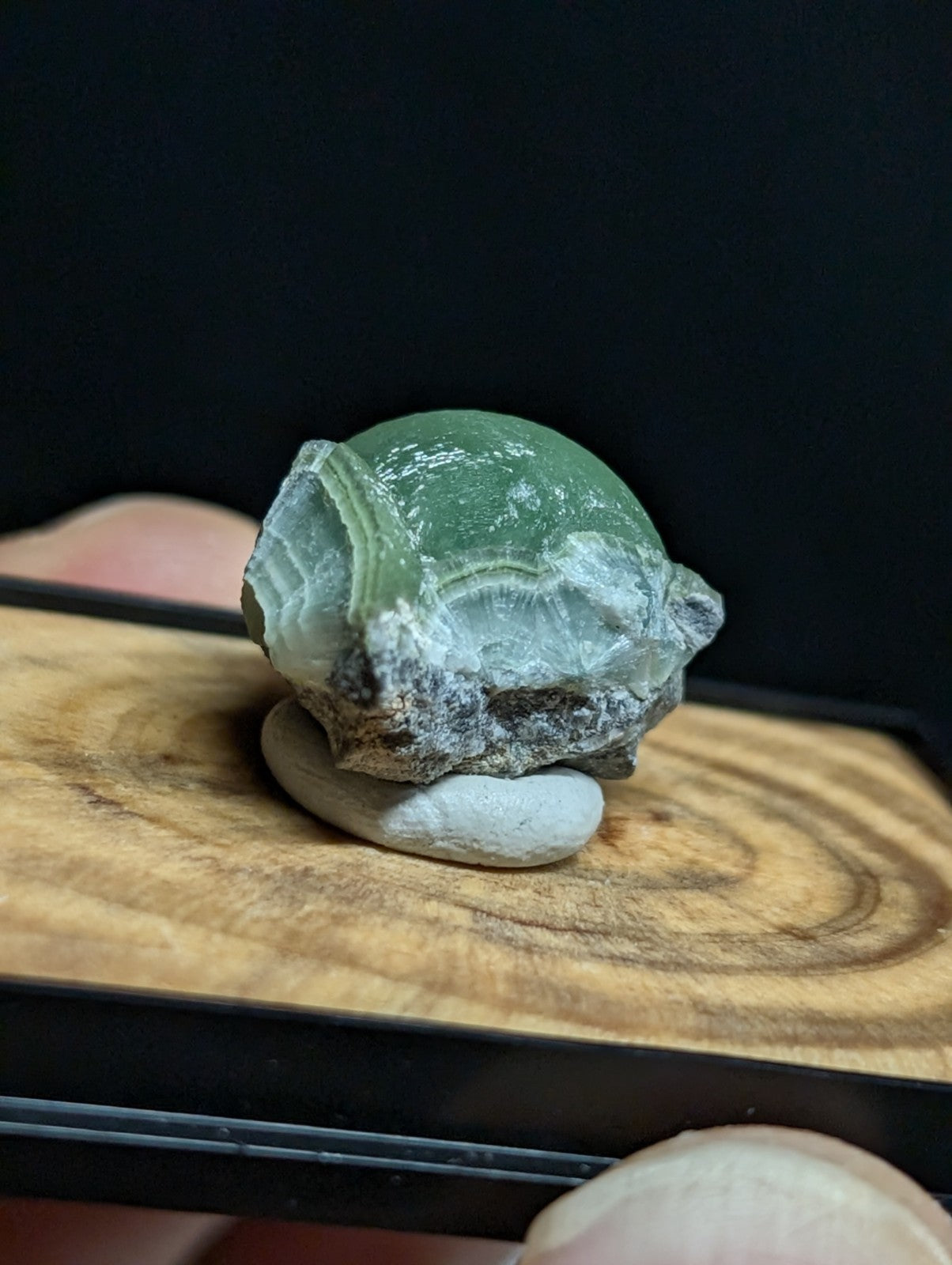 A polished green agate shell with a smooth, translucent surface and natural striations.