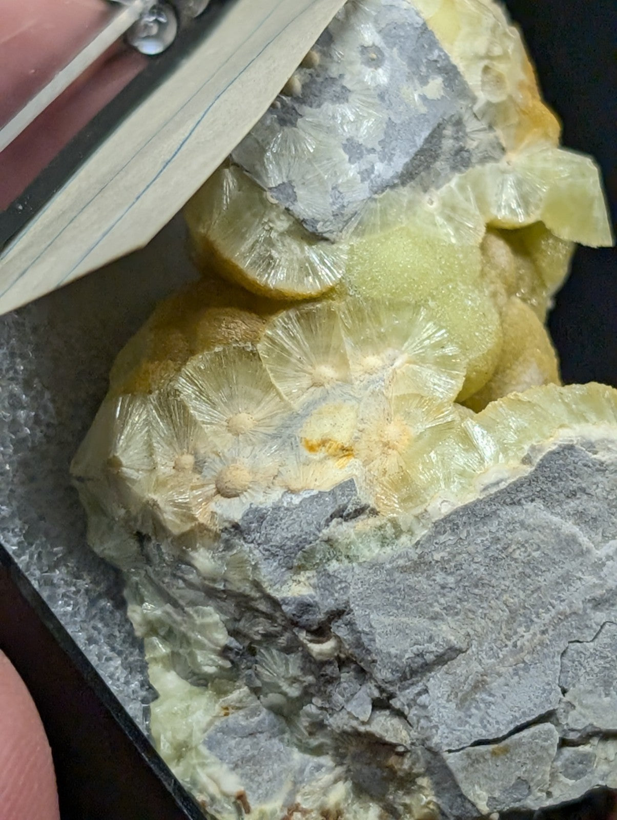 A translucent yellow-green mineral specimen with fan-shaped crystalline formations embedded in a gray rock matrix.