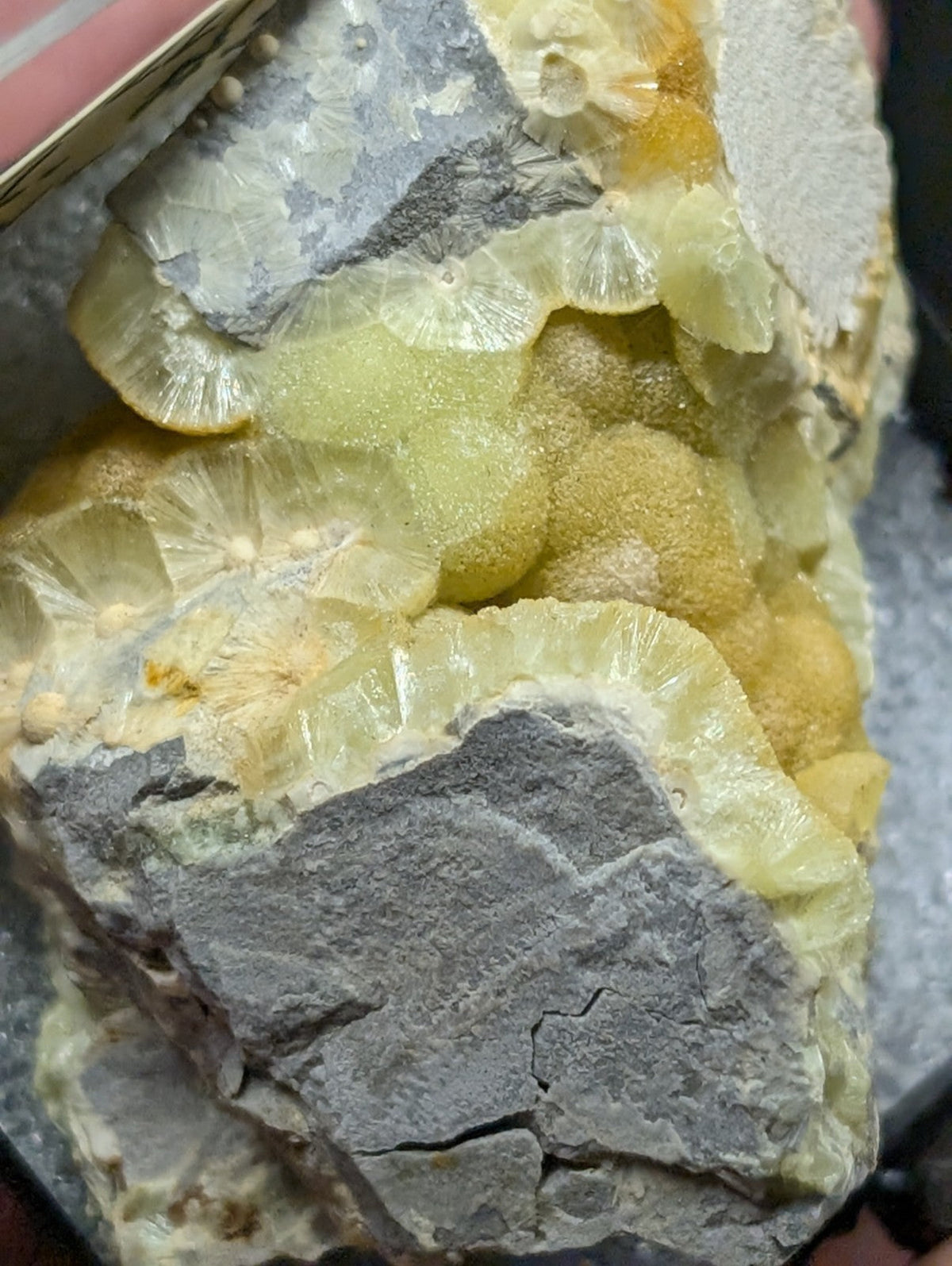 A striking yellow-green calcite mineral specimen with intricate, fan-like crystalline formations set against a contrasting gray rock matrix.