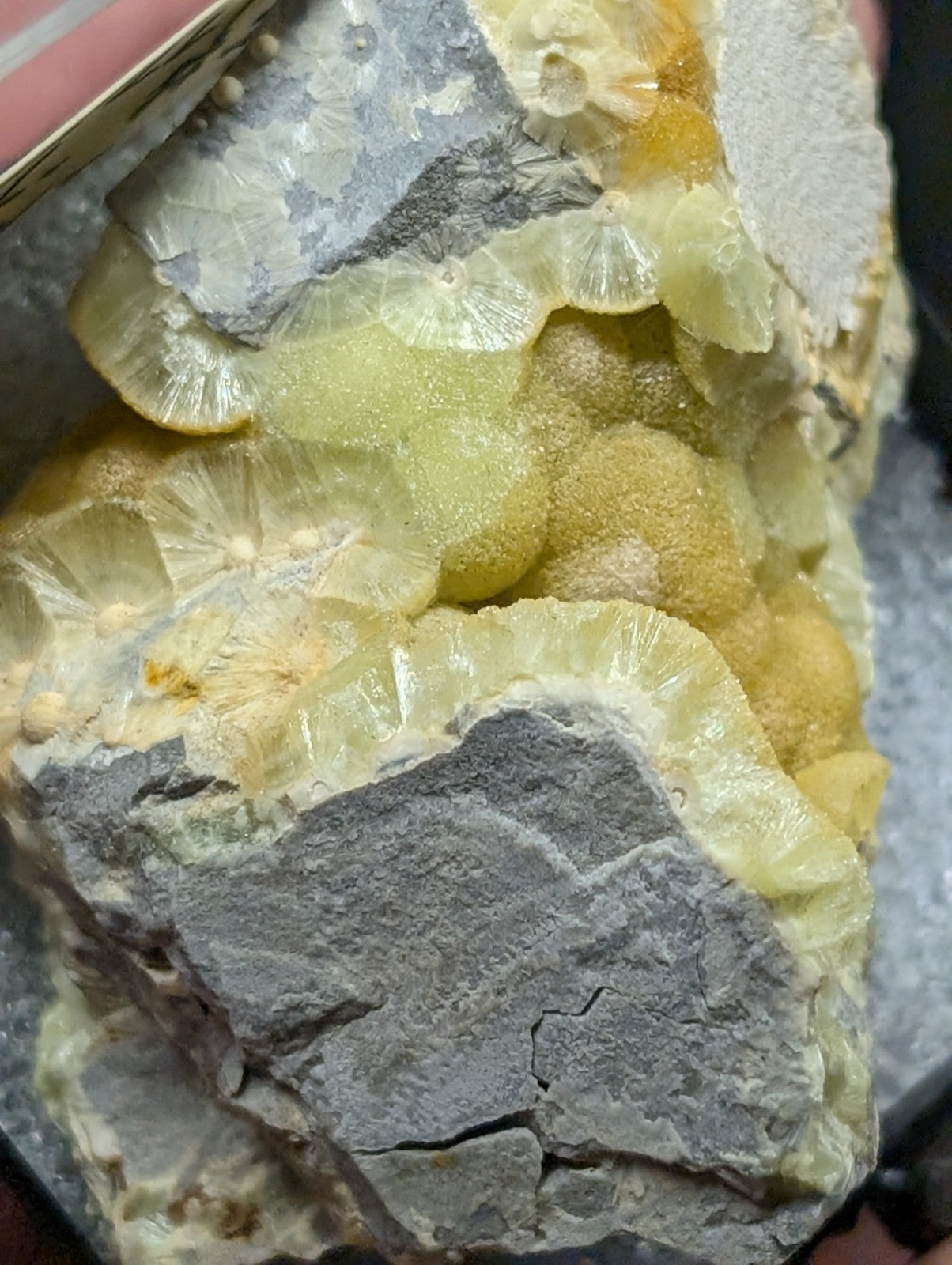 A striking yellow-green calcite mineral specimen with intricate, fan-like crystalline formations set against a contrasting gray rock matrix.